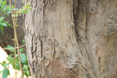 Terminalia bellirica